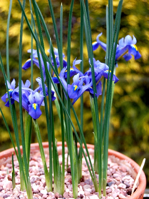 Iris reticulata 'Edward'